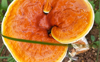吃蘑菇过敏的人能吃灵芝孢子粉吗？